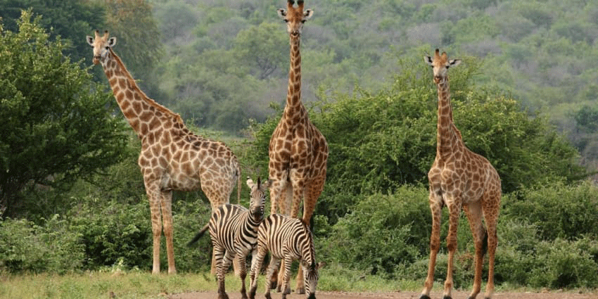 Giraffes