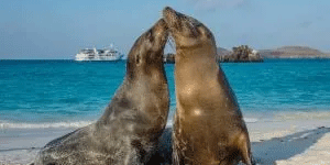 Sea Lions