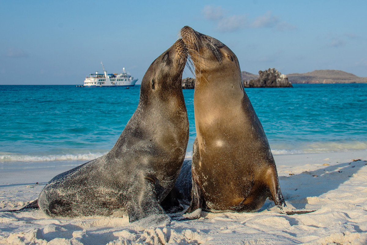 Sea lions on the beach